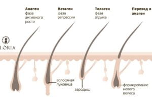 Основные зоны роста волос у женщин и их особенности